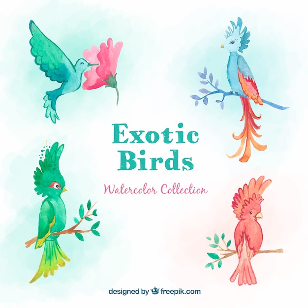 Free vector watercolor exotic bird collection