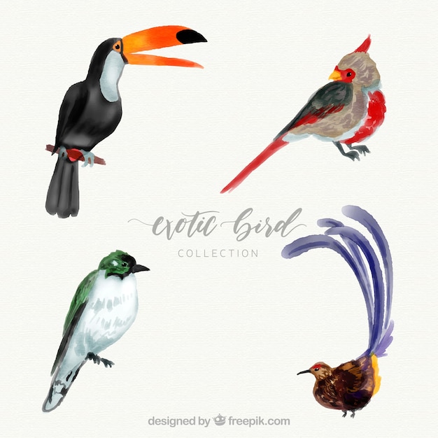 Коллекция экзотических птиц акварели