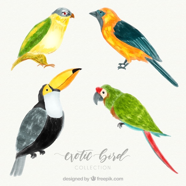 Watercolor exotic bird collection