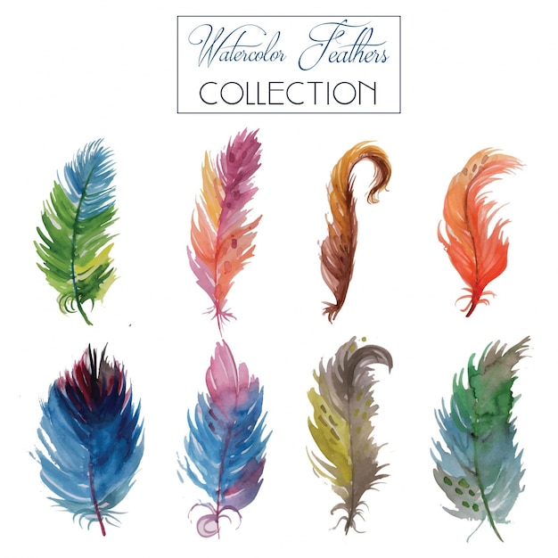 Watercolor Feather Collection