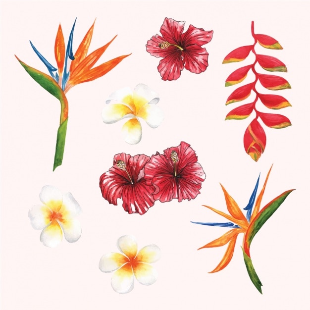 無料Vector 水彩花柄コレクション