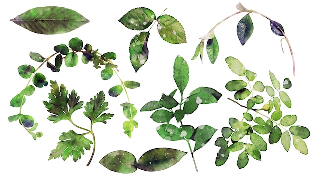 Бесплатное векторное изображение Акварель цветочные растения лесные травы изолированная коллекция