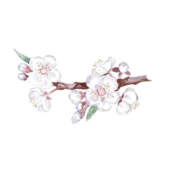 Watercolor flowers on branch
