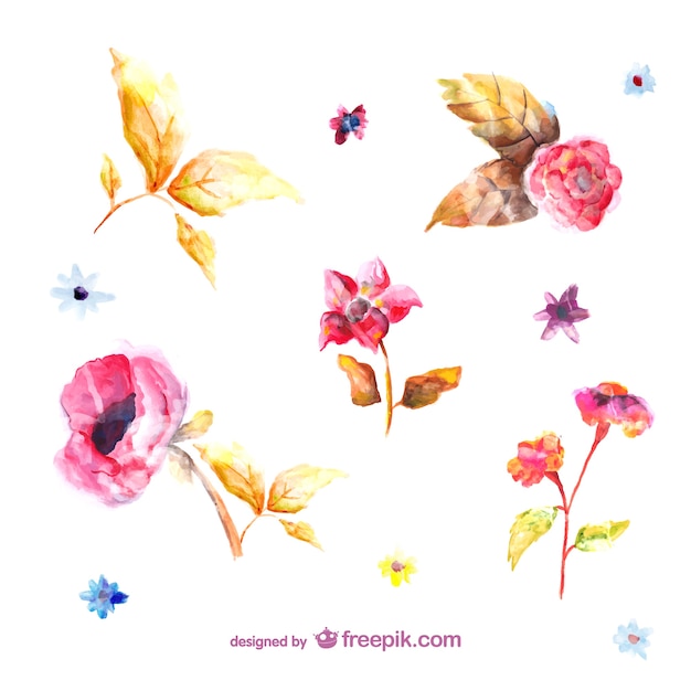 Watercolor flowers illustrations