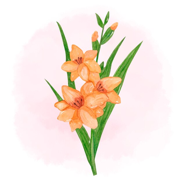 Watercolor gladiolus flowers illustration