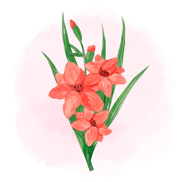 Watercolor gladiolus flowers illustration