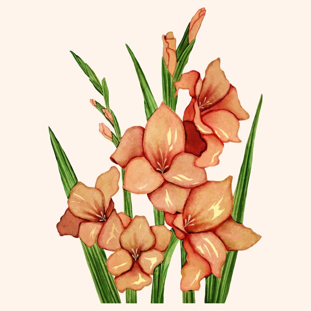 Watercolor gladiolus illustration