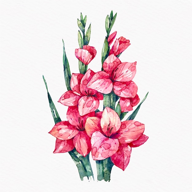 Watercolor gladiolus illustration