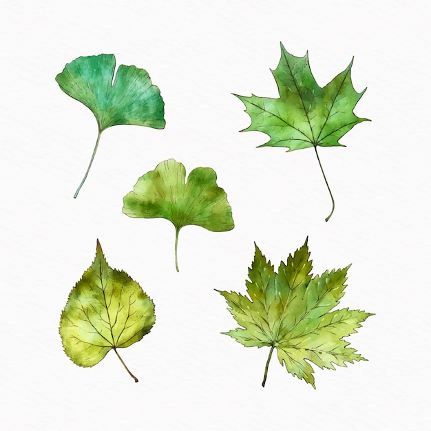 Watercolor green leaves collection
