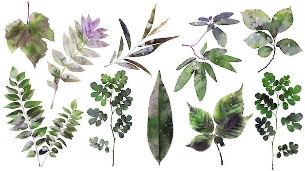 Free vector watercolor greenery branch leaves twigs floral plant collection