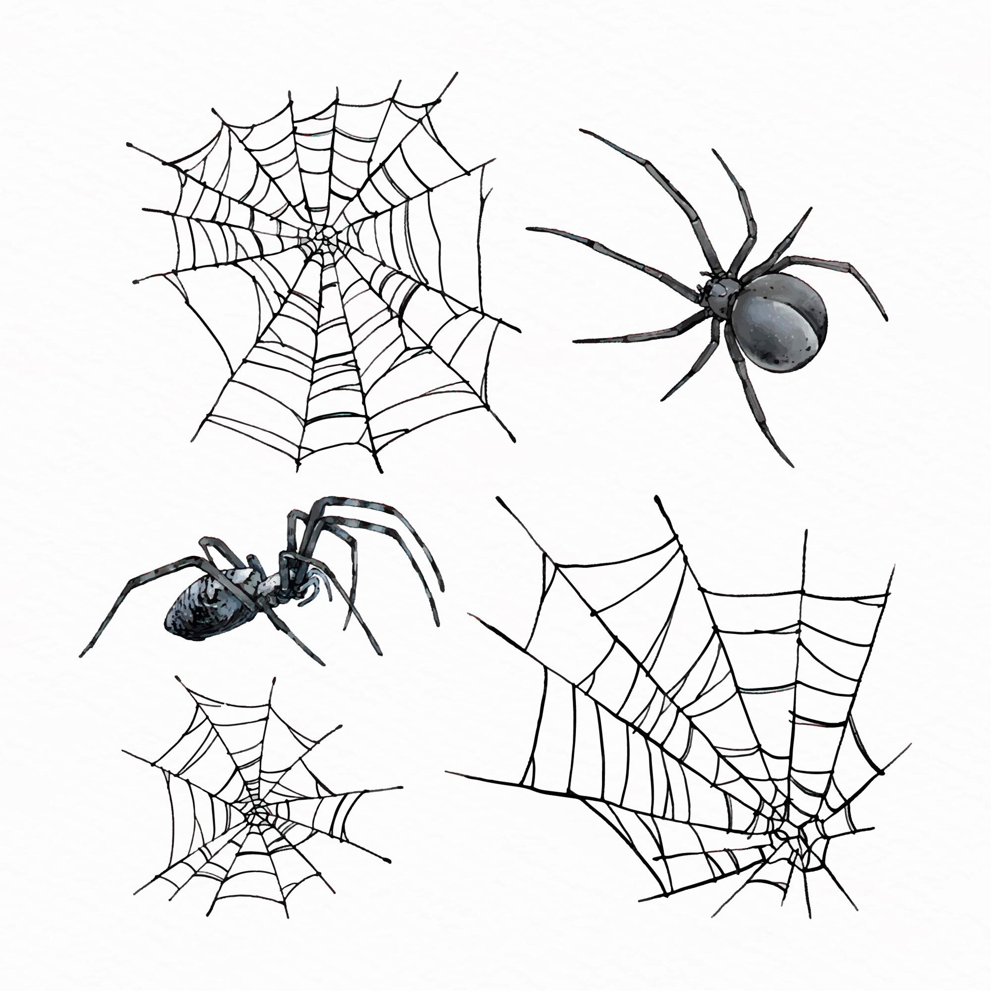 Spider Images Free Download On Freepik | atelier-yuwa.ciao.jp