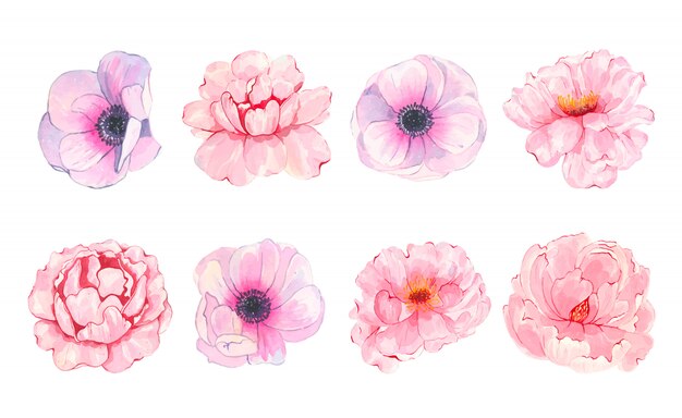 Watercolor hand painted flower pink peony anemone isolated on white