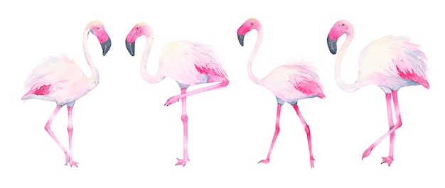 Watercolor hand painted tropical pink flamingo isolated on white