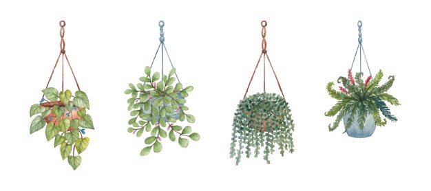 Watercolor hanging indoor plants set