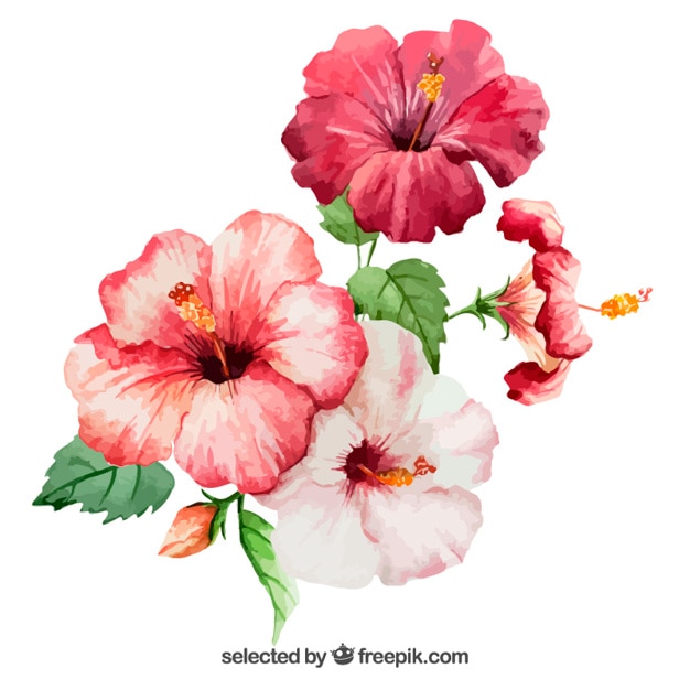 Watercolor hibiscus flowers