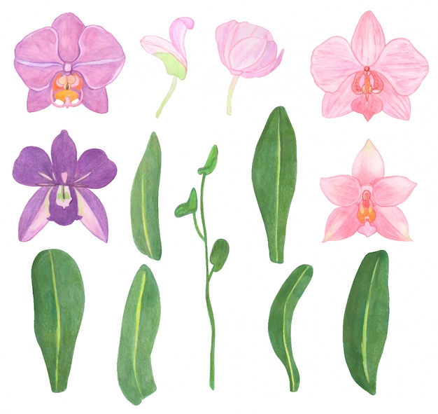 ビスカリアの花 無料のベクター ビスカリアの花 無料のベクター