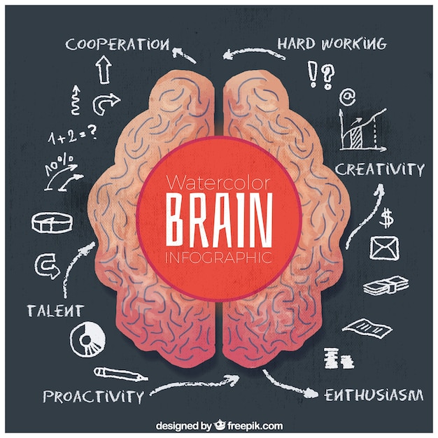 Watercolor infographic of human brain