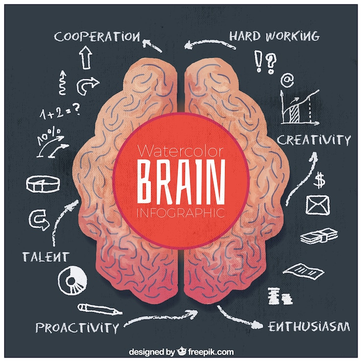 Free Vector watercolor infographic of human brain