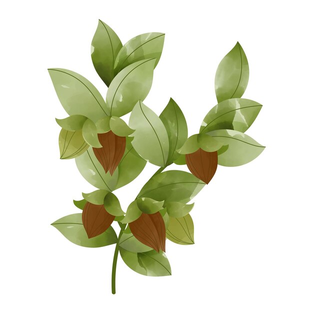 수채화 호호바 식물 그림