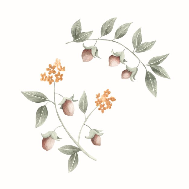 Watercolor jojoba plant illustration