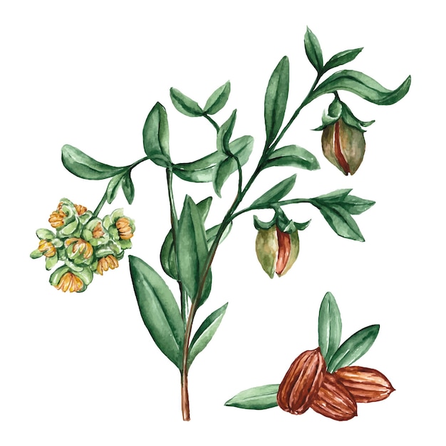 Watercolor jojoba plant illustration