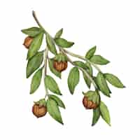 Vettore gratuito illustrazione della pianta di jojoba dell'acquerello