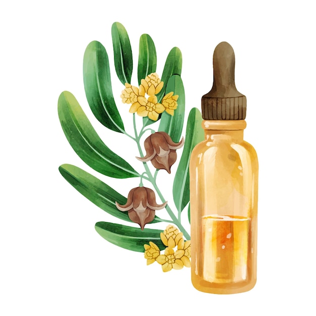 Watercolor jojoba plant illustration