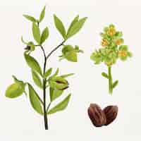 Free vector watercolor jojoba plant and seed