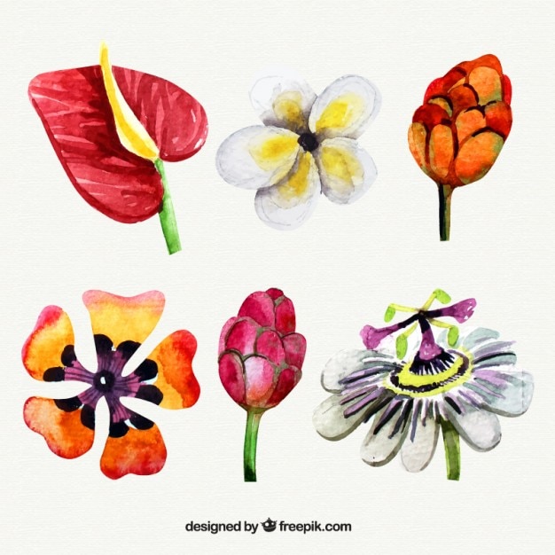 Бесплатное векторное изображение Акварели вид экзотических цветов