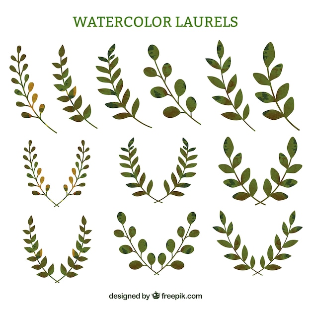 Watercolor laurel sprigs