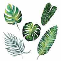 Vettore gratuito acquerello leaves collection