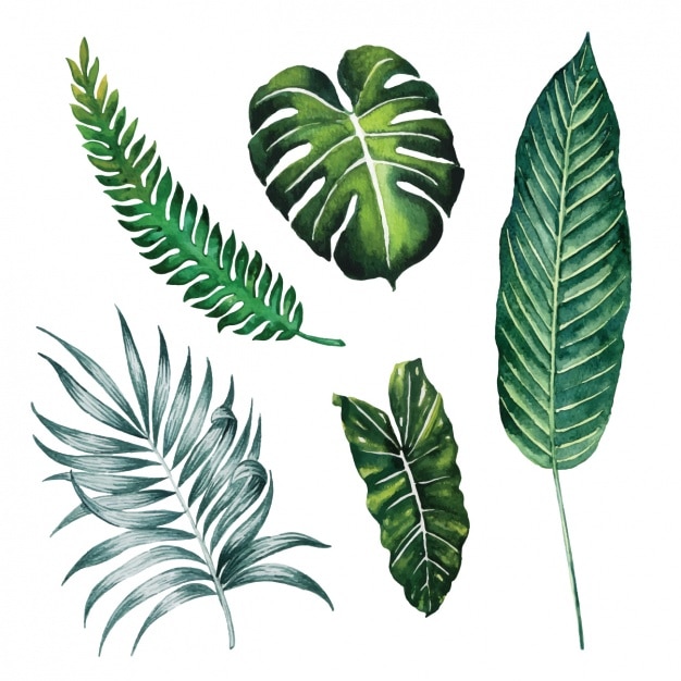 Free vector watercolor leaves collection