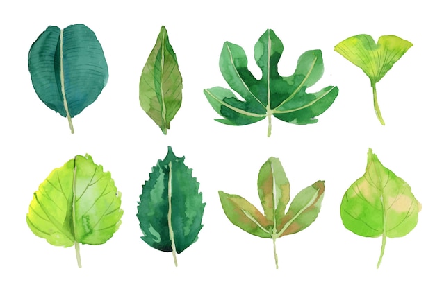 Watercolor leaves collection