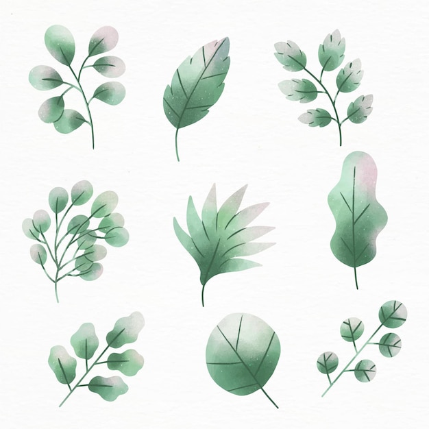 Free vector watercolor leaves design set