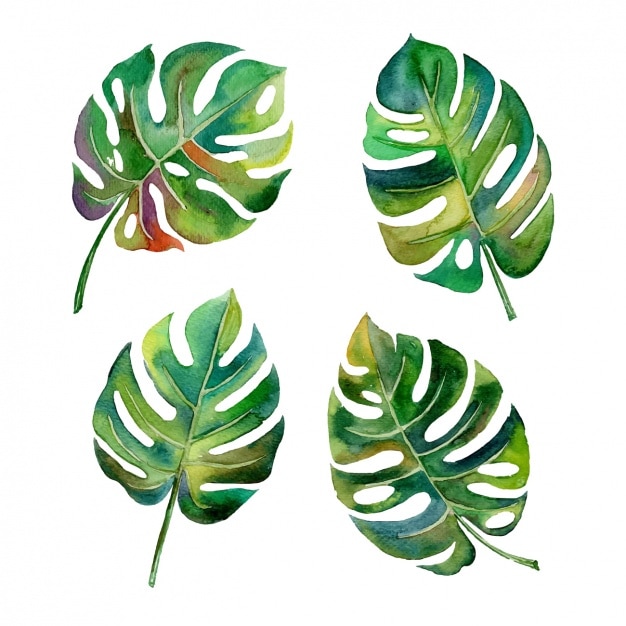 Бесплатное векторное изображение Акварели листья дизайн