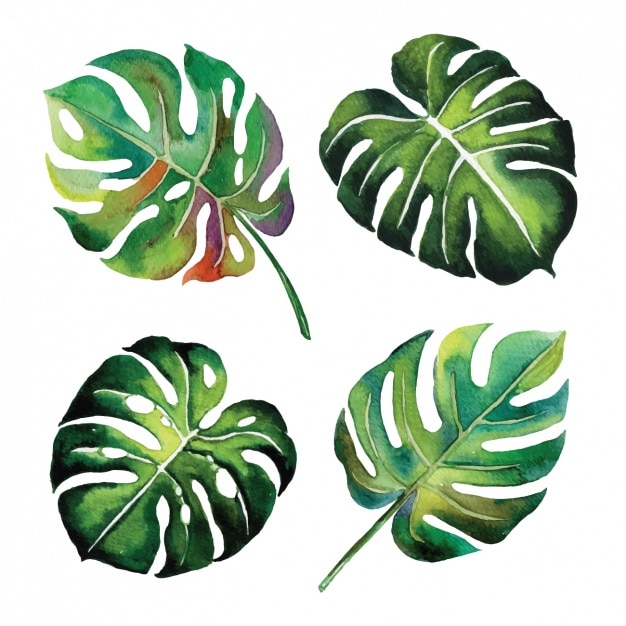 Free vector watercolor leaves design