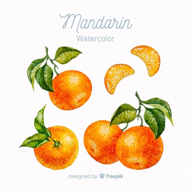 Free vector watercolor mandarin set