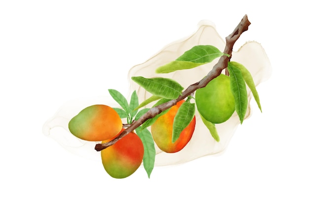 Бесплатное векторное изображение Акварельные ветви манго и дизайн венка