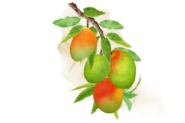 watercolor mango branches and wreath design