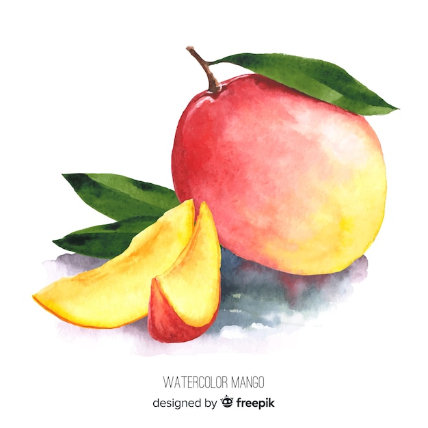 Watercolor mango illustration