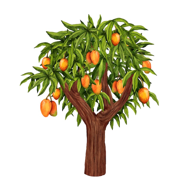 Акварельная иллюстрация дерева манго
