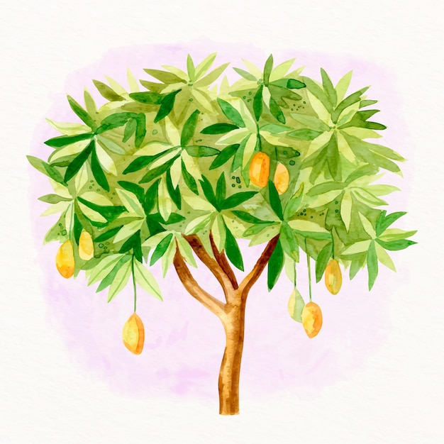 Watercolor mango tree illustration