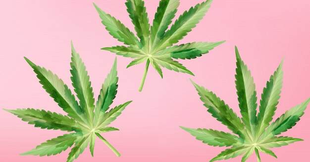 Watercolor marijuana cannabis leaves on purple background