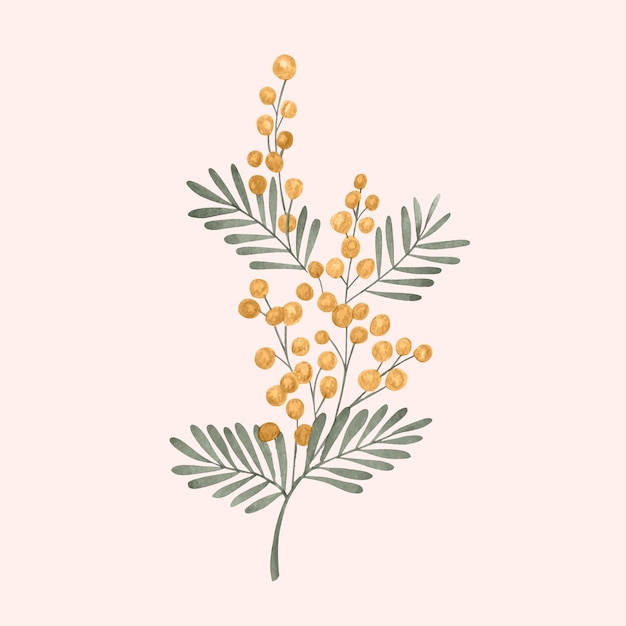 Watercolor mimosa illustration