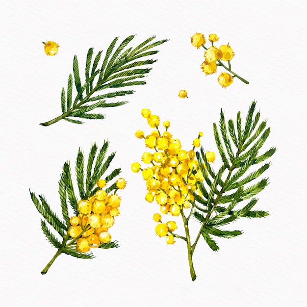 Free vector watercolor mimosa illustration