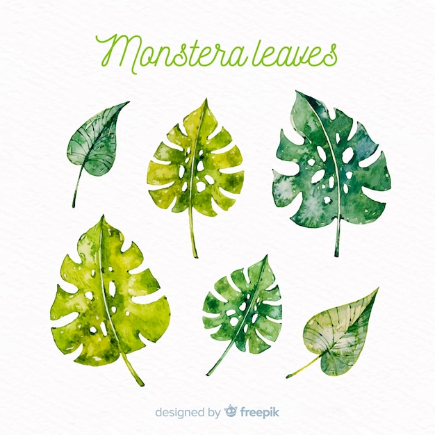 Watercolor monstera leaves collection