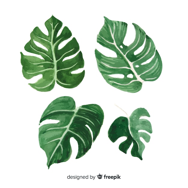 Watercolor monstera leaves set