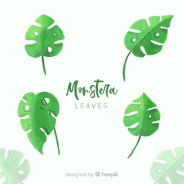 Watercolor monstera leaves