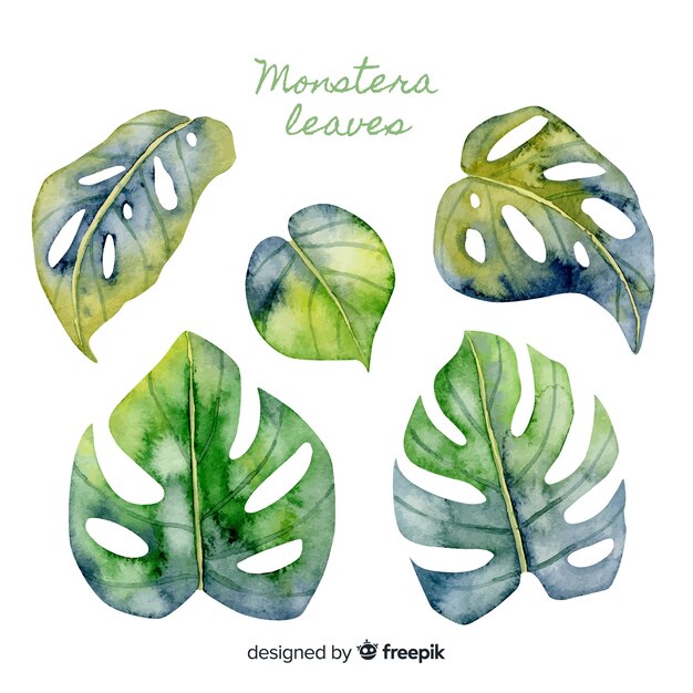 Watercolor monstera leaves