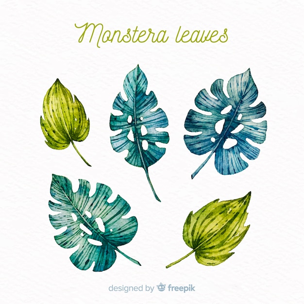 Free vector watercolor monstera leaves